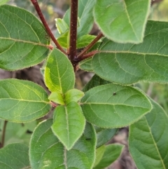 Viburnum tinus at The Pinnacle - 25 May 2024