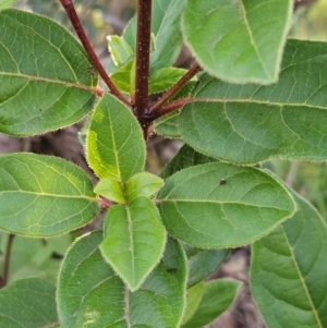 Viburnum tinus at The Pinnacle - 25 May 2024