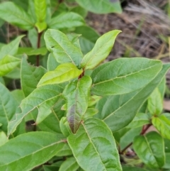 Viburnum tinus at The Pinnacle - 25 May 2024