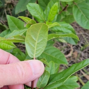 Viburnum tinus at The Pinnacle - 25 May 2024