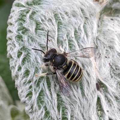 Pseudoanthidium (Immanthidium) repetitum at Sydney, NSW - 31 Jan 2024 by PaperbarkNativeBees