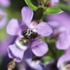 Lasioglossum (Chilalictus) sp. (genus & subgenus) at suppressed - 7 Feb 2024 by PaperbarkNativeBees