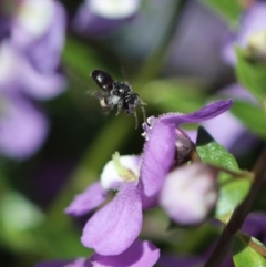 Tetragonula carbonaria at Sydney, NSW - suppressed