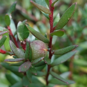 Persoonia asperula at QPRC LGA - 25 May 2024