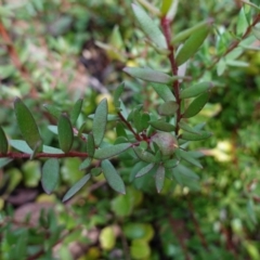 Persoonia asperula at QPRC LGA - 25 May 2024