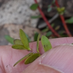 Persoonia asperula at QPRC LGA - 25 May 2024