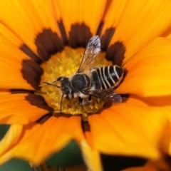 Megachile (Eutricharaea) sp. (genus & subgenus) (Leaf-cutter Bee) at Sydney, NSW - 7 Feb 2024 by PaperbarkNativeBees