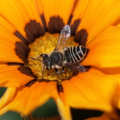 Megachile (Eutricharaea) sp. (genus & subgenus) (Leaf-cutter Bee) at Sydney, NSW - 7 Feb 2024 by PaperbarkNativeBees