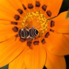 Megachile (Eutricharaea) sp. (genus & subgenus) at Sydney, NSW - 7 Feb 2024 01:26 PM