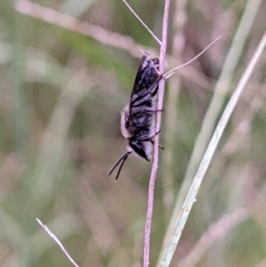 Lasioglossum (Chilalictus) lanarium at Mount Kembla, NSW - 16 Jan 2024 07:44 PM