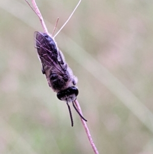 Lasioglossum (Chilalictus) lanarium at Mount Kembla, NSW - 16 Jan 2024 07:44 PM