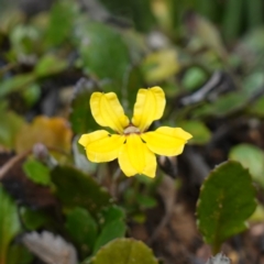 Goodenia hederacea subsp. alpestris at Deua National Park (CNM area) - 25 May 2024 by RobG1