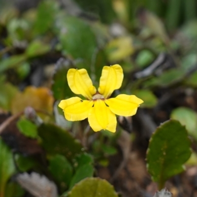 Goodenia hederacea subsp. alpestris at Snowball, NSW - 25 May 2024 by RobG1
