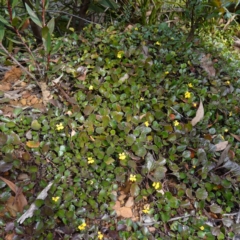 Goodenia hederacea subsp. alpestris at QPRC LGA - 25 May 2024