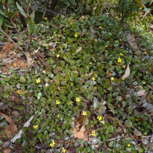 Goodenia hederacea subsp. alpestris at QPRC LGA - 25 May 2024