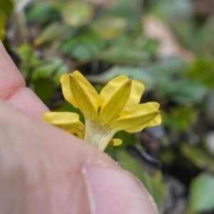 Goodenia hederacea subsp. alpestris at QPRC LGA - 25 May 2024