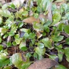 Goodenia hederacea subsp. alpestris at QPRC LGA - 25 May 2024