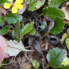 Goodenia hederacea subsp. alpestris at QPRC LGA - 25 May 2024