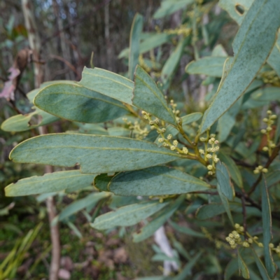 Acacia obliquinervia (Mountain Hickory) at Snowball, NSW - 25 May 2024 by RobG1