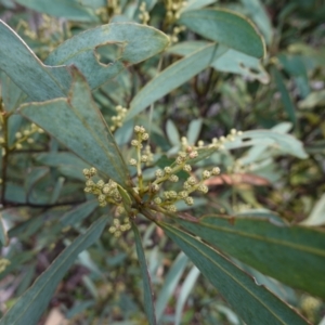 Acacia obliquinervia at QPRC LGA - 25 May 2024