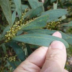 Acacia obliquinervia at QPRC LGA - 25 May 2024