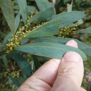 Acacia obliquinervia at QPRC LGA - 25 May 2024