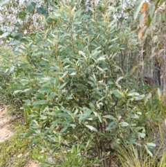 Acacia obliquinervia at QPRC LGA - 25 May 2024