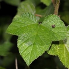 Arkys alticephala at ANBG - suppressed