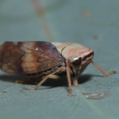 Brunotartessus fulvus (Yellow-headed Leafhopper) at Sth Tablelands Ecosystem Park - 25 May 2024 by TimL