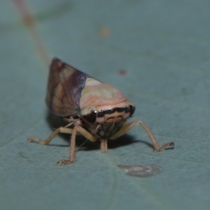 Brunotartessus fulvus at Sth Tablelands Ecosystem Park - 25 May 2024