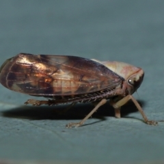 Brunotartessus fulvus at Sth Tablelands Ecosystem Park - 25 May 2024