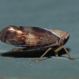 Brunotartessus fulvus at Sth Tablelands Ecosystem Park - 25 May 2024 03:12 PM