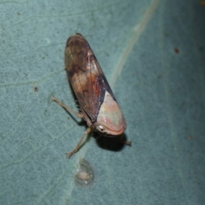 Brunotartessus fulvus at Sth Tablelands Ecosystem Park - 25 May 2024 03:12 PM