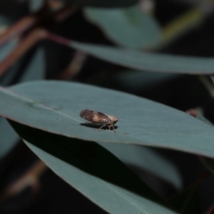 Brunotartessus fulvus at Sth Tablelands Ecosystem Park - 25 May 2024 03:12 PM