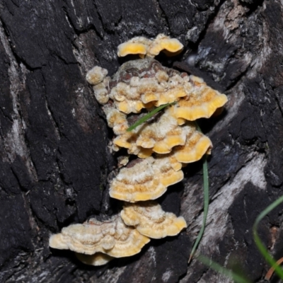 Unidentified Cap, gills below, no stem & usually on wood [stemless mushrooms & the like] at Gibraltar Pines - 26 May 2024 by TimL