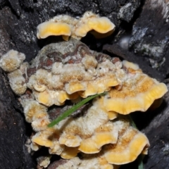 Stereum hirsutum at Gibraltar Pines - 26 May 2024