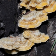 Stereum hirsutum at Gibraltar Pines - 26 May 2024