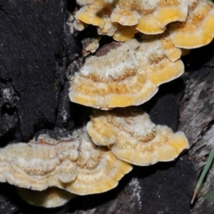 Stereum hirsutum at Gibraltar Pines - 26 May 2024