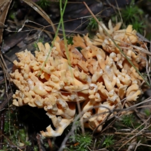 Ramaria sp. at Gibraltar Pines - 26 May 2024 12:15 PM