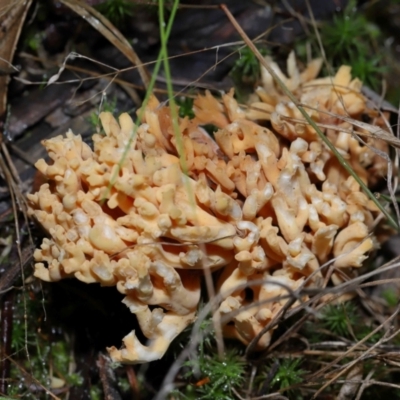 Ramaria sp. (genus) (A Coral fungus) at Gibraltar Pines - 26 May 2024 by TimL