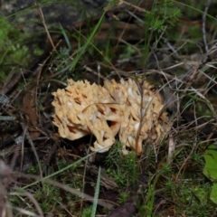 Ramaria sp. at Gibraltar Pines - 26 May 2024 12:15 PM