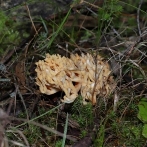 Ramaria sp. at Gibraltar Pines - 26 May 2024 12:15 PM