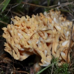 Ramaria sp. at Gibraltar Pines - 26 May 2024 12:15 PM