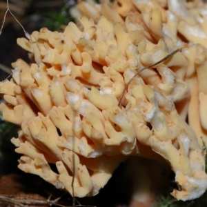 Ramaria sp. at Gibraltar Pines - 26 May 2024 12:15 PM