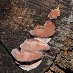 Rhodofomitopsis lilacinogilva complex (Lilac Shelf Fungus) at Kambah, ACT - 26 May 2024 by TimL