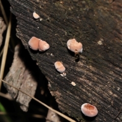 Rhodofomitopsis lilacinogilva complex at Tidbinbilla Nature Reserve - 26 May 2024