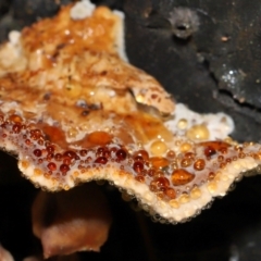 zz Polypore (shelf/hoof-like) at Gibraltar Pines - 26 May 2024 by TimL