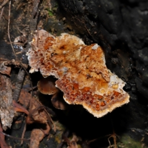 zz Polypore (shelf/hoof-like) at Gibraltar Pines - 26 May 2024