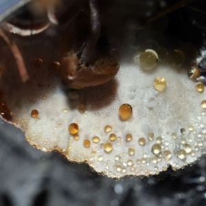 zz Polypore (shelf/hoof-like) at Gibraltar Pines - 26 May 2024