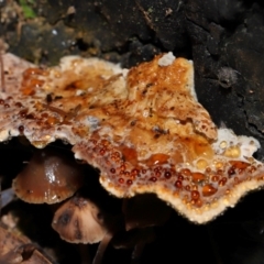 zz Polypore (shelf/hoof-like) at Gibraltar Pines - 26 May 2024